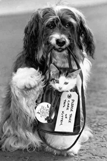 Images Dated 3rd September 1990: Canine star Pippin gives a homeless kitten a little lift and helps Britain