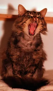 Captain the yawning cat. Cats Protection League, Hollywood Captain the yawning cat. Cats Protection League, Hollywood