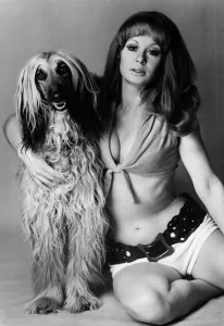 Carol Cleveland actress with Afghan Hound Brandy 1971 Carol Cleveland actress with Afghan Hound Brandy 1971