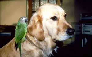 Carrie the Budgie and Mr Magoo the Golden Retriever - 1990 Dog Dogs Carrie the Budgie and Mr Magoo the Golden Retriever - 1990 Dog Dogs