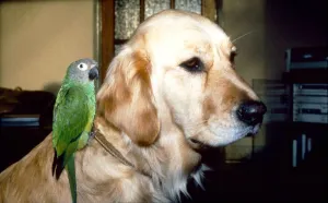Carrie the Budgie and Mr Magoo the Golden Retriever February 1990 Carrie the Budgie and Mr Magoo the Golden Retriever February 1990