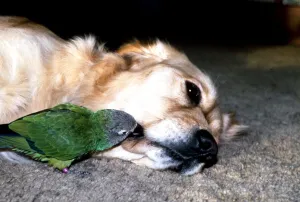 Carrie the Budgie and Mr Magoo the Golden Retriever get some rest February 1990 Carrie the Budgie and Mr Magoo the Golden Retriever get some rest February 1990