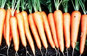 Images Dated 3rd May 1995: Carrot