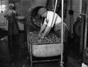 Carrot Powder making at Bristol. Circa 1930 Carrot Powder making at Bristol. Circa 1930