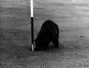 Cat called Chick stealing golf balls from hole on green Redditch golf course owner Rita Cat called Chick stealing golf balls from hole on green Redditch golf course owner Rita