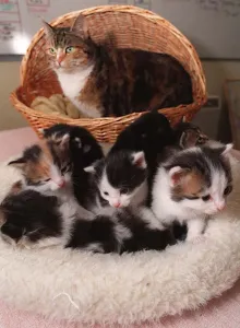 Cat and kittens at the Cats Protection League Cat and kittens at the Cats Protection League