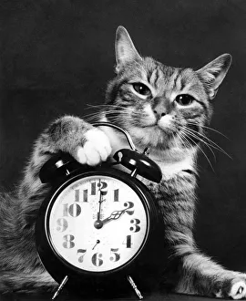 Its Cat Napping Time: When the Clocks go on one hour in the spring everyone loses an Its Cat Napping Time: When the Clocks go on one hour in the spring everyone loses an