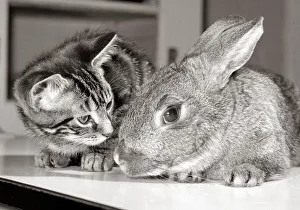 A cat and a rabbit together at the RSPCA animal welfare centre in Southall Middlesex May A cat and a rabbit together at the RSPCA animal welfare centre in Southall Middlesex May