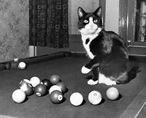 It was a catastrophe when pet moggie Hansel jumped on a pub pool table during a tense It was a catastrophe when pet moggie Hansel jumped on a pub pool table during a tense