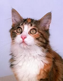 Images Dated 4th September 1996: Cats Mainecoon America Kitten September 1996