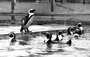 Cheeky the penguin taking a dip in his owners pool at the Anchor Inn at Gargave Cheeky the penguin taking a dip in his owners pool at the Anchor Inn at Gargave