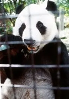 Chia Chia the panda at London zoo who went on a long journey to Mexico to join new mate Chia Chia the panda at London zoo who went on a long journey to Mexico to join new mate