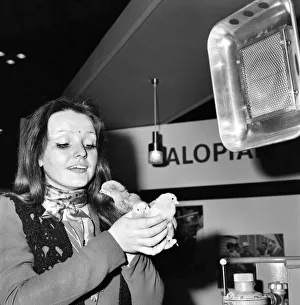 Chicken, Cute. Mary Walters with chick. December 1975 70-11623 Chicken, Cute. Mary Walters with chick. December 1975 70-11623