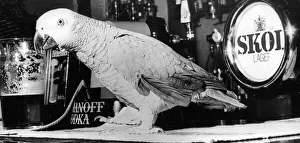 Chico the parrot who enjoys a drink of beer now and again Chico the parrot who enjoys a drink of beer now and again