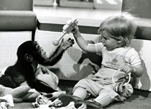Children - Animals Chimps - May 1982 A Chimp's Toy Party Children - Animals Chimps - May 1982 A Chimp's Toy Party
