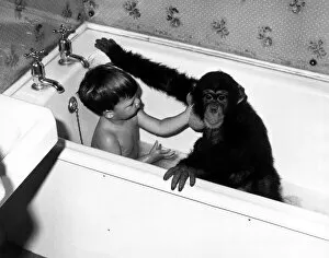 Images Dated 13th March 1970: Children - Animals Chimps Young David Cawley and his pal Charles the Chimp in