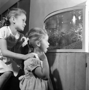 Children of Nat Temple looking at fish and other sea life in an aquarium March Children of Nat Temple looking at fish and other sea life in an aquarium March
