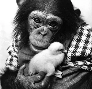 A Chimp holding a fluffy baby chick. Circa 1980 P004072 A Chimp holding a fluffy baby chick. Circa 1980 P004072
