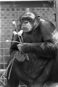 A CHIMPANZEE AT CHESSINGTON ZOO 17/03/1986 A CHIMPANZEE AT CHESSINGTON ZOO 17/03/1986