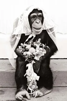 Chimpanzee dressed up in bridal wear with a veil and a bouquet of flowers Chimpanzee dressed up in bridal wear with a veil and a bouquet of flowers