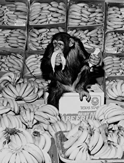 A Chimpanzee in paradise at Twycross Zoo. 20th February 1976 A Chimpanzee in paradise at Twycross Zoo. 20th February 1976
