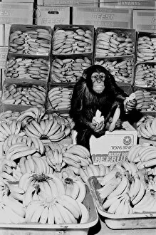 Images Dated 20th February 1976: A Chimpanzee in paradise at Twycross Zoo. 20th February 1976