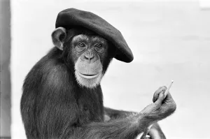 Chimpanzee seen here in London Zoo posing with his latest creation 17th May 1955 Chimpanzee seen here in London Zoo posing with his latest creation 17th May 1955