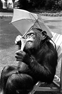 A Chimpanzee at Twycross Zoo embracing the Summer weather with an ice cream cone A Chimpanzee at Twycross Zoo embracing the Summer weather with an ice cream cone