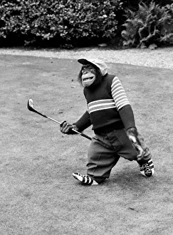 A Chimpanzee at Twycross Zoo geared up for golf. 10th September 1980 A Chimpanzee at Twycross Zoo geared up for golf. 10th September 1980