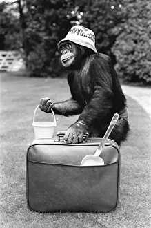 A Chimpanzee at Twycross Zoo ready for travelling. 27th May 1981 A Chimpanzee at Twycross Zoo ready for travelling. 27th May 1981