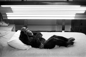 A Chimpanzee at Twycross Zoo relaxing under lights. 27th May 1981 A Chimpanzee at Twycross Zoo relaxing under lights. 27th May 1981