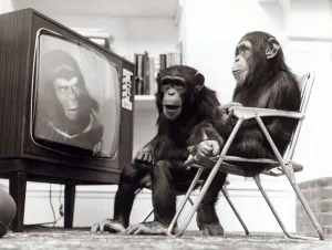 Chimpanzees Noddy and Chops sit down to watch Planet of the Apes on the television Chimpanzees Noddy and Chops sit down to watch Planet of the Apes on the television