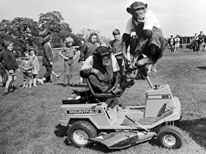 The Chimps at Southam Zoo up to their old tricks again as they help to mow the grass The Chimps at Southam Zoo up to their old tricks again as they help to mow the grass