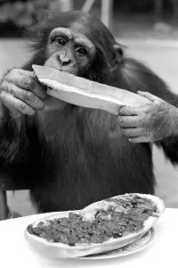Chimps at Twycross Zoo. Sampling his bread and jam. August 1977 77-04341-009 Chimps at Twycross Zoo. Sampling his bread and jam. August 1977 77-04341-009