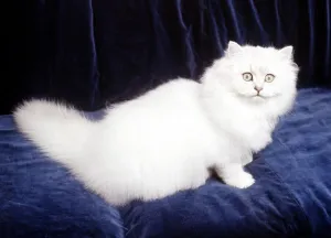 A Chinchilla cat Febrauary 1987 animal animals pet pets domestic cute A Chinchilla cat Febrauary 1987 animal animals pet pets domestic cute