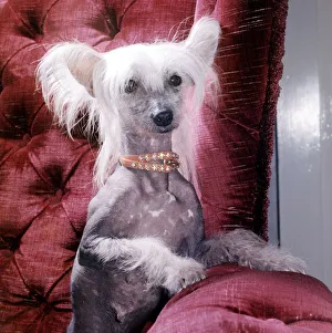 A Chinese crested dog owned by Mrs Dorothy tayler of Wembley wearing a necklace October A Chinese crested dog owned by Mrs Dorothy tayler of Wembley wearing a necklace October