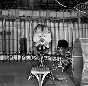 Circus lion jumping from a table inside his cage. December 1953 D7319-001 Circus lion jumping from a table inside his cage. December 1953 D7319-001