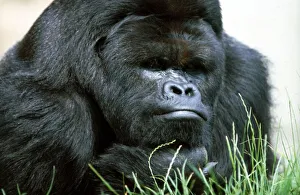 Close up of a Gorilla at a zoo in England July 1971 Close up of a Gorilla at a zoo in England July 1971