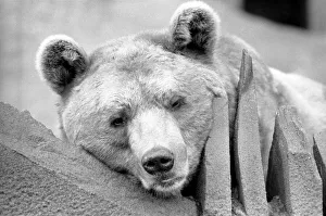 Close up picture of a bear. January 1975 75-00240-009 Close up picture of a bear. January 1975 75-00240-009