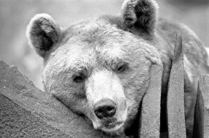 Close up picture of a bear. January 1975 75-00240-010 Close up picture of a bear. January 1975 75-00240-010