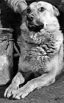 Close ups of Prince the watchdog - held in the tight grip of his handler Close ups of Prince the watchdog - held in the tight grip of his handler