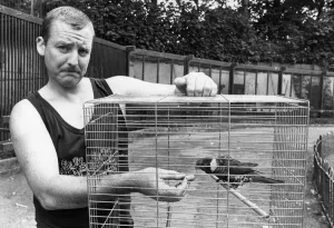 Colin Arrowsmith, Aviary Manager at Sefton Park, Liverpool Colin Arrowsmith, Aviary Manager at Sefton Park, Liverpool
