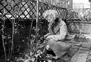 Conservative politician Margaret Thatcher working in the Front garden of her London Home Conservative politician Margaret Thatcher working in the Front garden of her London Home