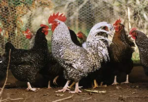 Corky The Cockerel with other chickens Witness in a noise nusiance case in North Devon Corky The Cockerel with other chickens Witness in a noise nusiance case in North Devon