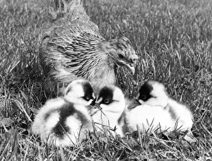 Some Coscoroba cygnets which are being reared by a Bantam at the Washington Wildlife Some Coscoroba cygnets which are being reared by a Bantam at the Washington Wildlife