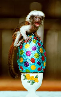 Cotton-top monkey Sparky with his Easter egg. Little monkey sitting on top Cotton-top monkey Sparky with his Easter egg. Little monkey sitting on top