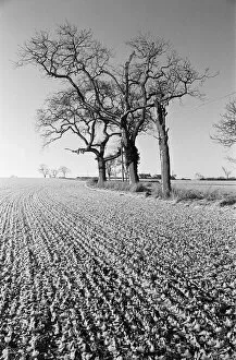 Images Dated 1st February 1980: Countryside Scenes, Cleveland, North Yorkshire, 1st February 1980
