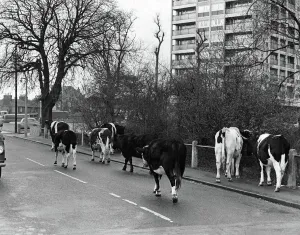 Cows walking down the street outisde Wanstead flatsin East London Cows walking down the street outisde Wanstead flatsin East London