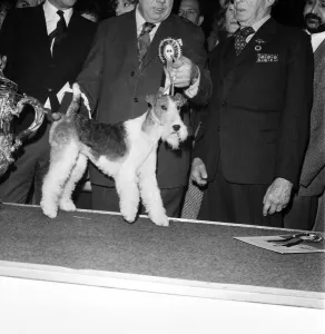 Crufts. Dog winner. February 1975 75-00769-001 Crufts. Dog winner. February 1975 75-00769-001