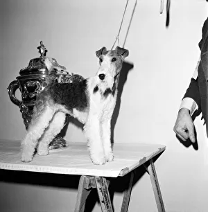 Crufts. Dog winner. February 1975 75-00769-002 Crufts. Dog winner. February 1975 75-00769-002